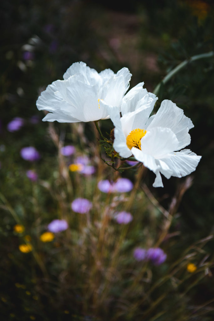 jardin du rayol