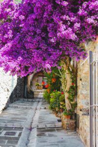 Grimaud