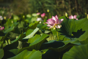 Mougins étang de fontmerle lotus