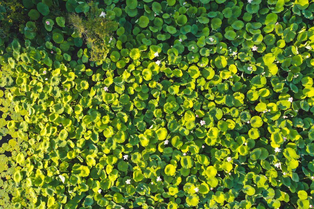 Mougins étang de fontmerle lotus