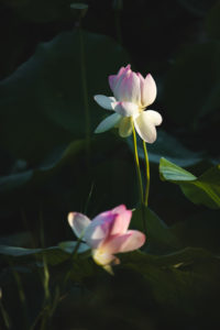 Mougins étang de fontmerle lotus