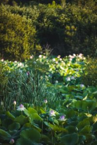 Mougins étang de fontmerle lotus