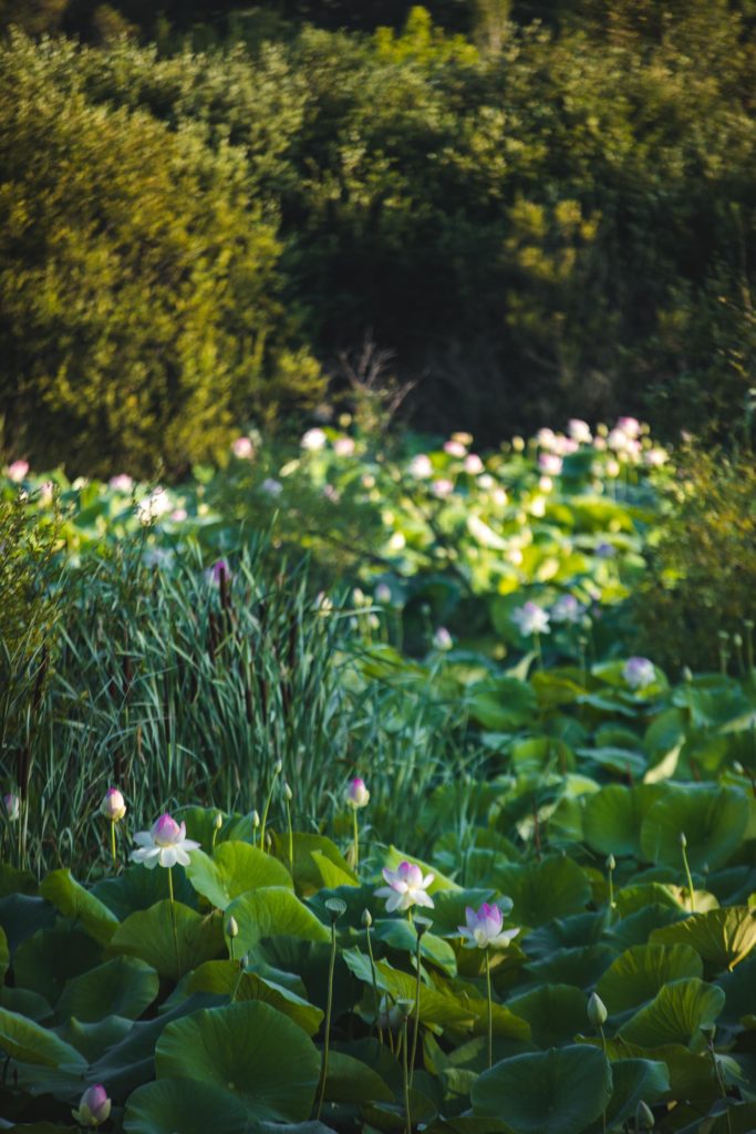Mougins étang de fontmerle lotus