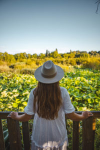 Mougins étang de fontmerle lotus