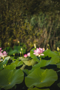 Mougins étang de fontmerle lotus