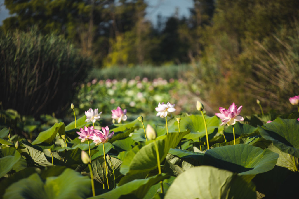 Mougins étang de fontmerle lotus