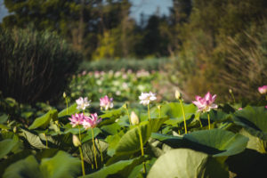 Mougins étang de fontmerle lotus