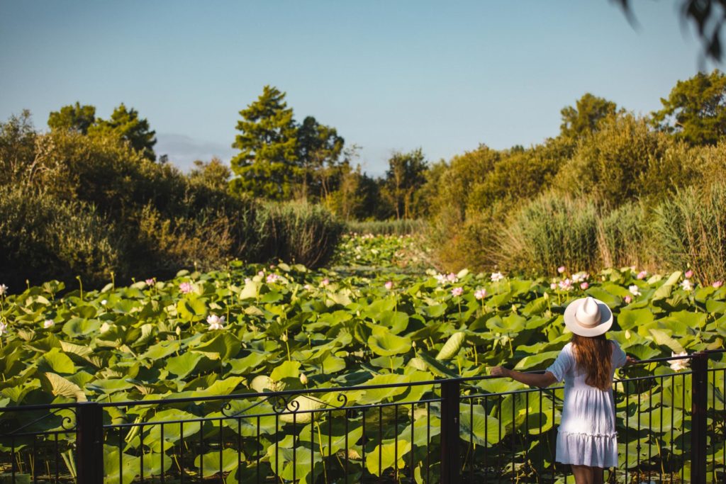Mougins étang de fontmerle lotus