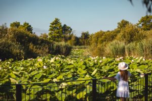 Mougins étang de fontmerle lotus