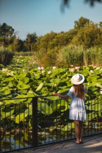 Mougins étang de fontmerle lotus