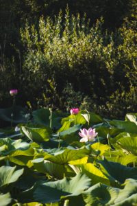 Mougins étang de fontmerle lotus