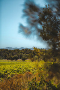 domaine de figuiere