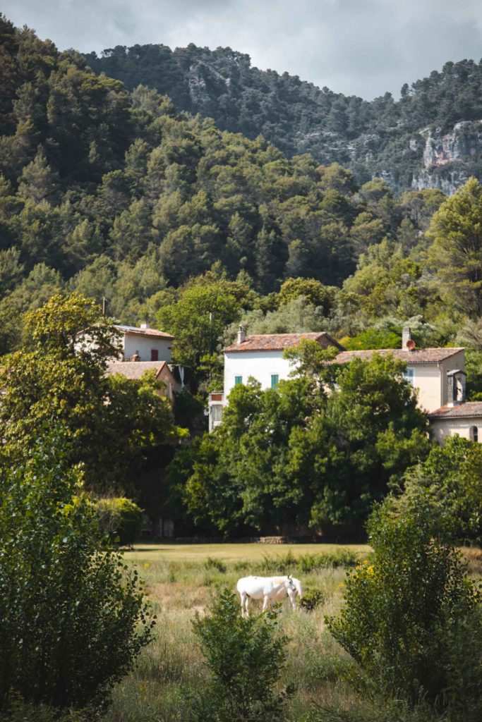 vigne à vélo Dracénie hameau de Rebouillon