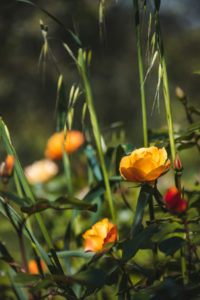 jardins du musée international de la parfumerie MIP Mouans Sartoux