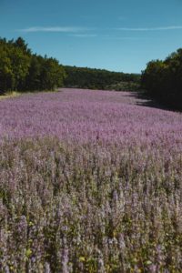 luberon