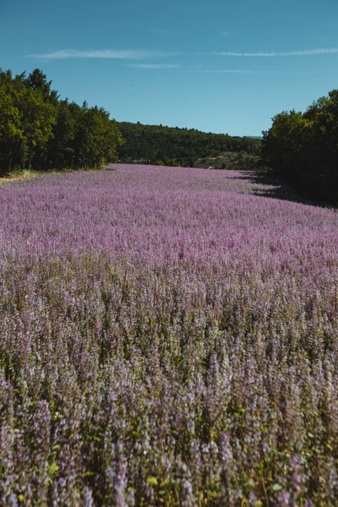 luberon