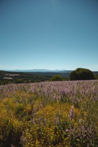 luberon