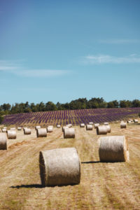 luberon