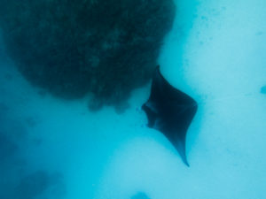 raie manta maupiti