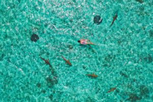 bora bora requins raies