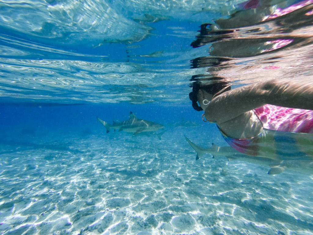 requin pointes noires bora bora