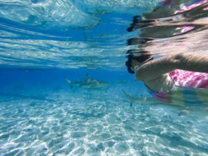 requin pointes noires bora bora