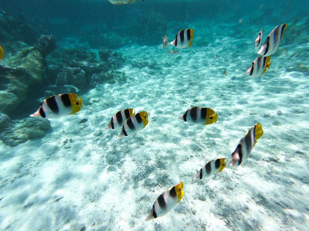 jardin corail bora bora