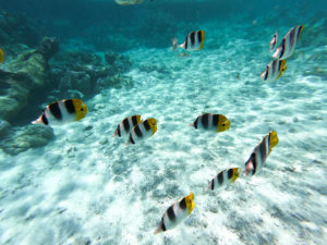 jardin corail bora bora