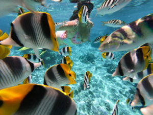 jardin corail bora bora