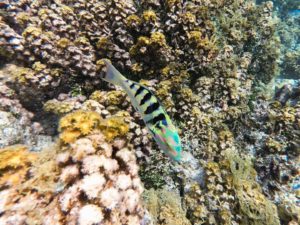 jardin de corail tahaa