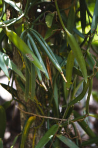 vanille tahaa