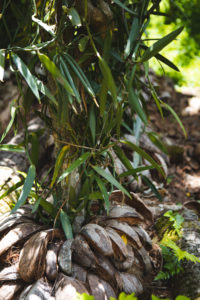 vanille tahaa