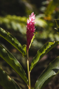 jardin d eau tahiti