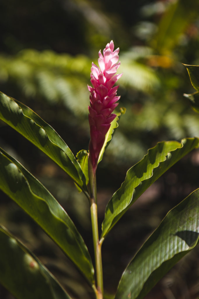 jardin d eau tahiti