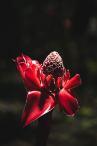 jardin d eau tahiti