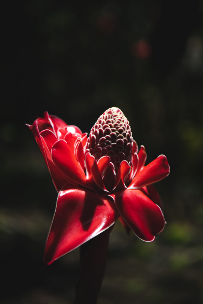 jardin d eau tahiti