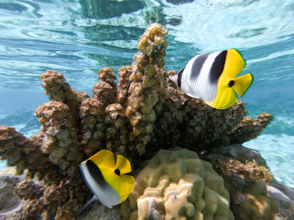 jardin de corail tahaa