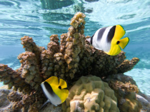 jardin de corail tahaa