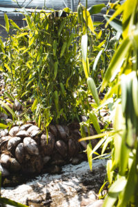 plantation vanille Huahine