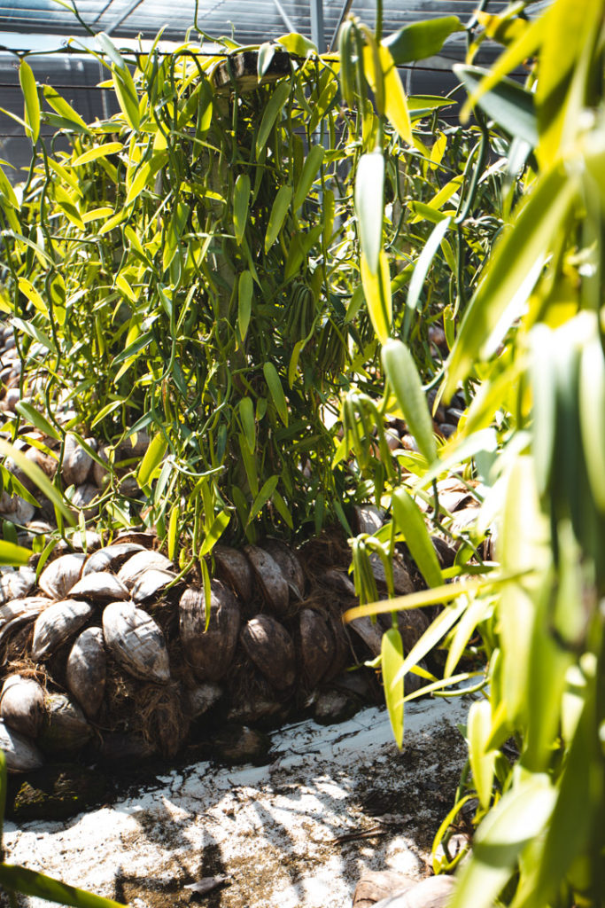 plantation vanille Huahine