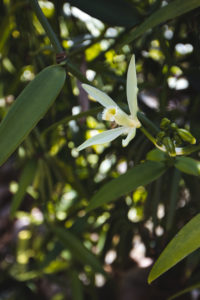 plantation vanille Huahine