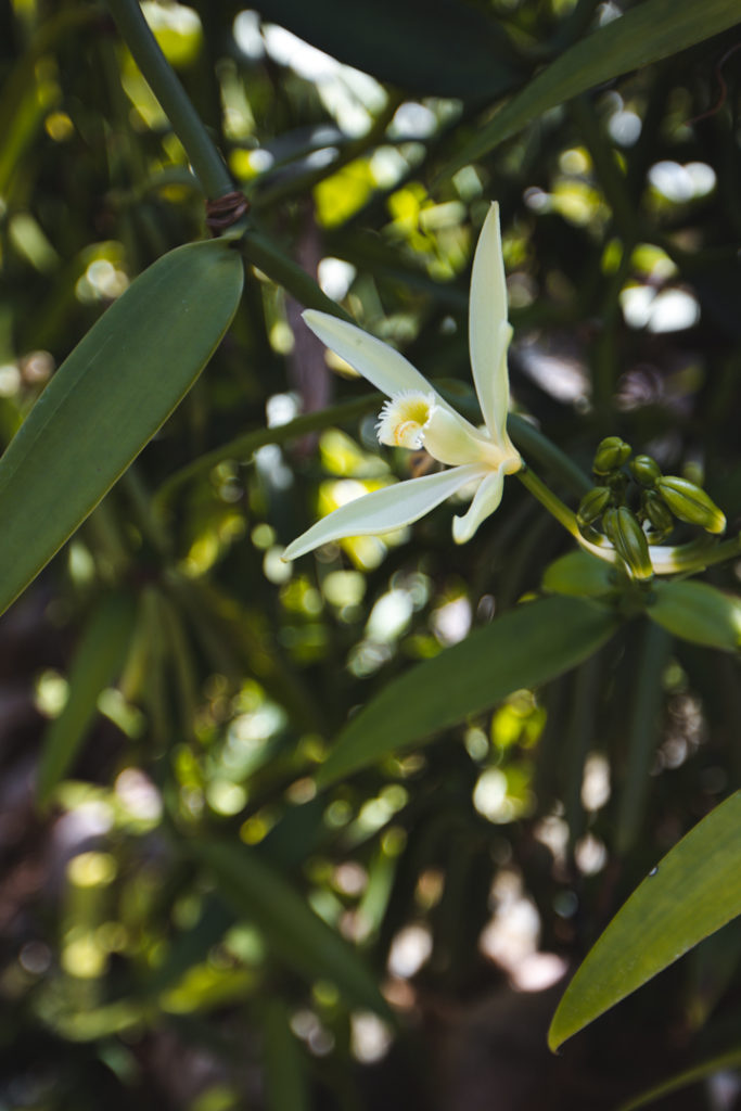 plantation vanille Huahine