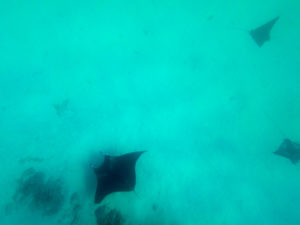 raie manta bora bora
