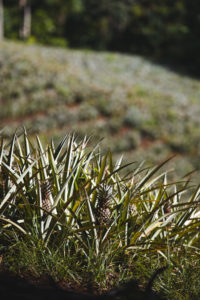 ananas moorea