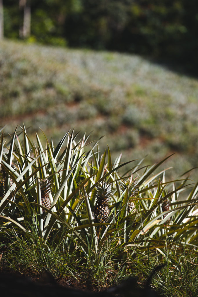 ananas moorea