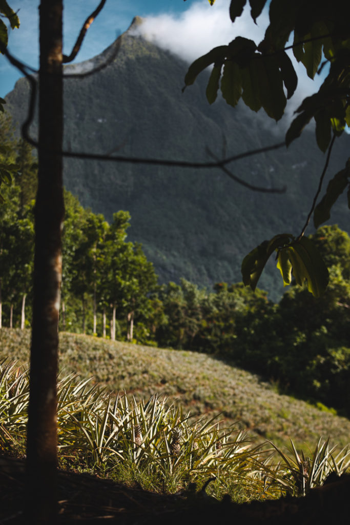 ananas moorea