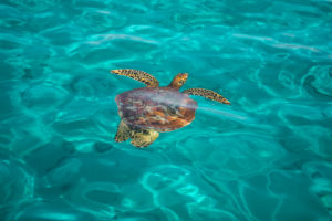 tortue moorea