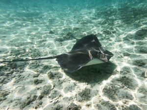 raie pastenague bora bora