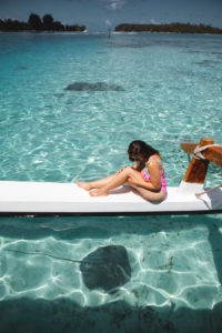 raies requin moorea