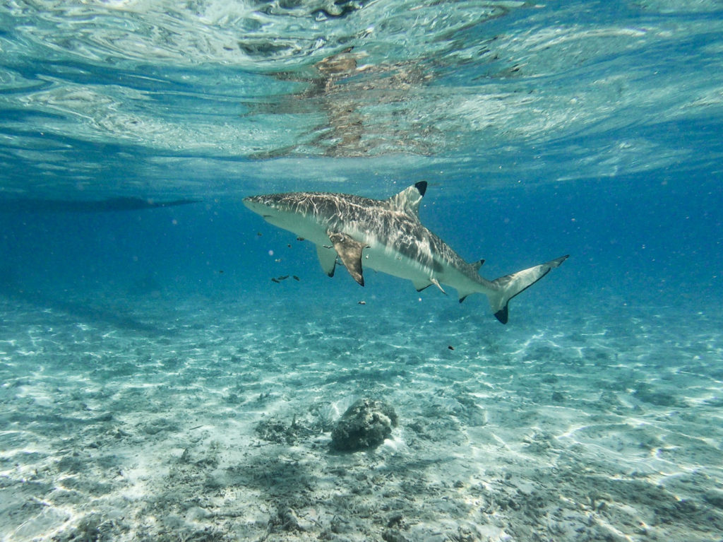 requins pointes noires bora bora